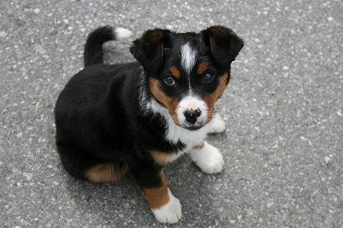 Bela