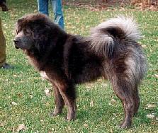 Simba
