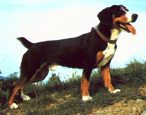 Bolt