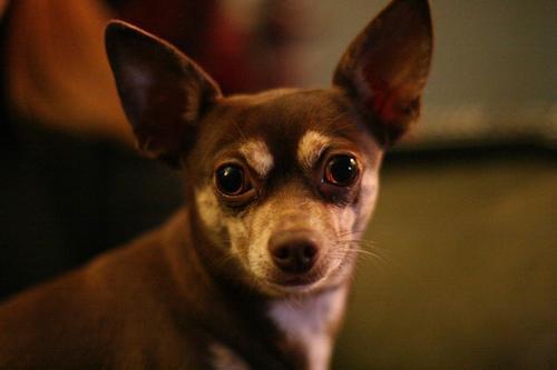 Lola