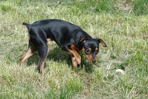 Bobi