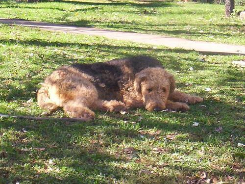 Canela