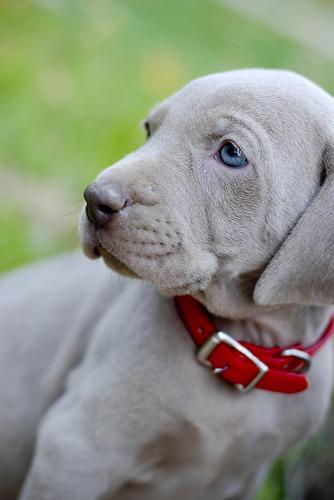 Toby