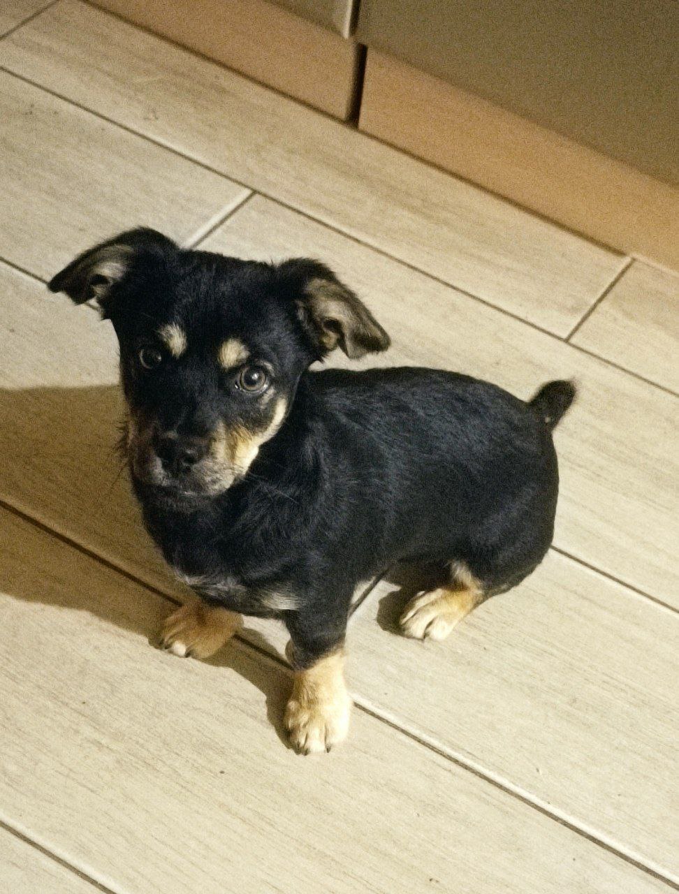 Simba