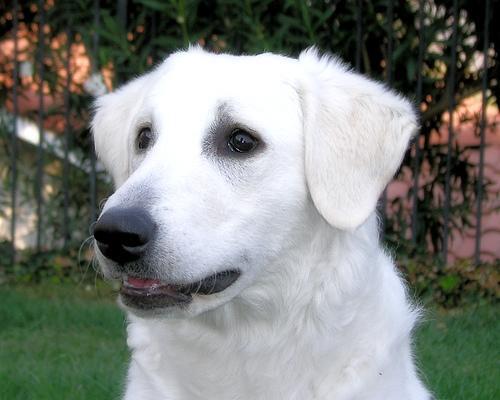 Nala