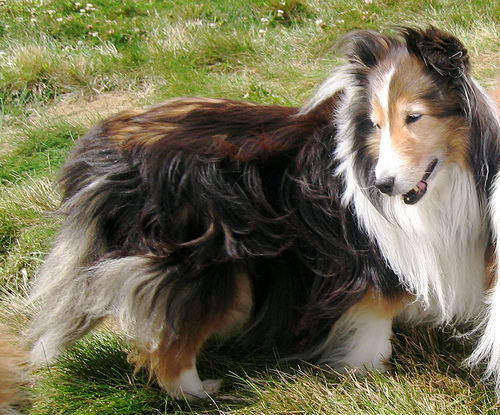 Zorro