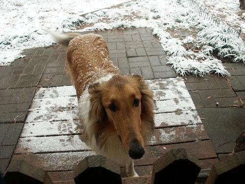 Rocky