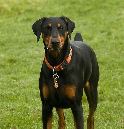 Rex