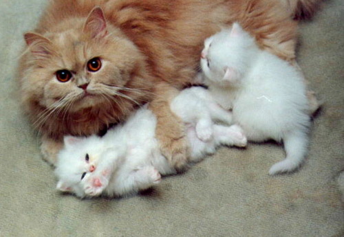 Whiskas